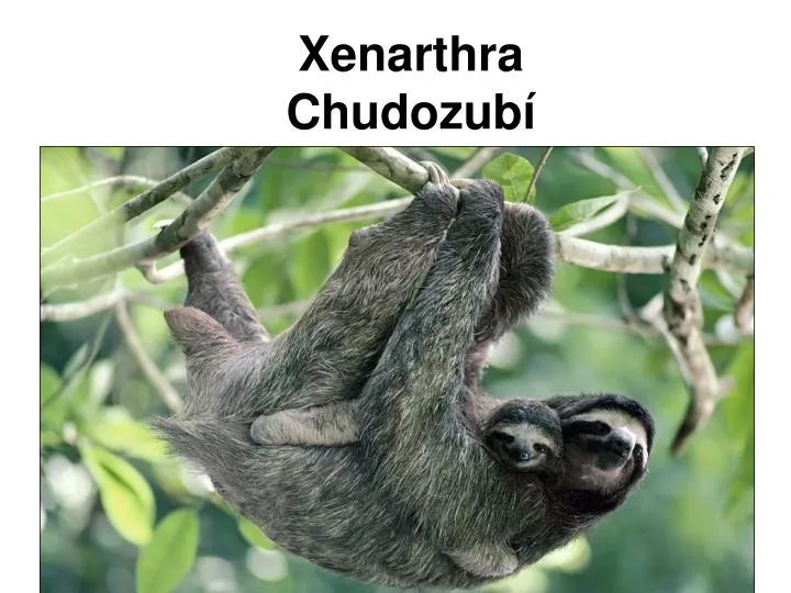 xenarthra chudozub