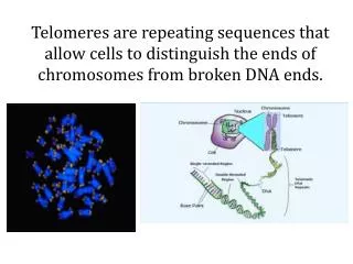 Normal somatic human cells do not express telomerase, so they have a limited lifespan