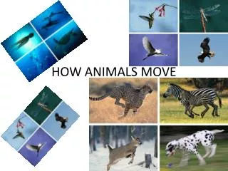 HOW ANIMALS MOVE