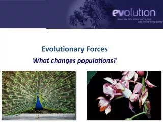 Evolutionary Forces