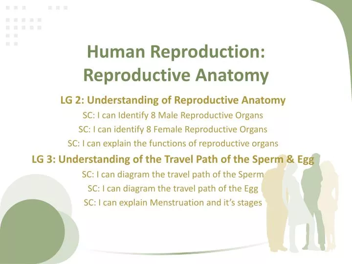 human reproduction reproductive anatomy