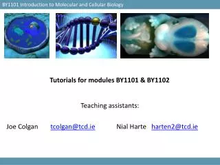 Tutorials for modules BY1101 &amp; BY1102