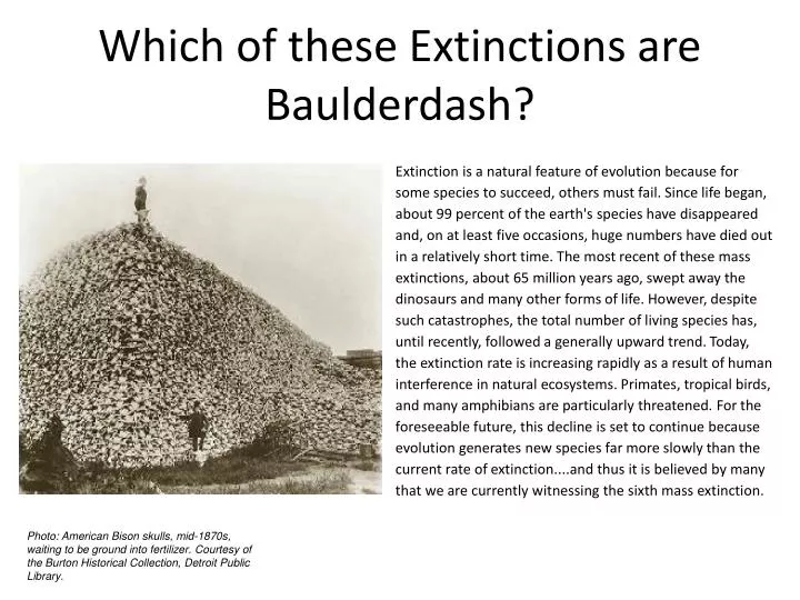 which of these extinctions are baulderdash