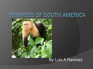 Primates of South America