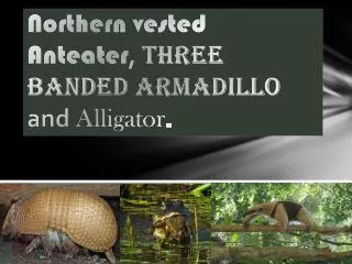Northern vested Anteater , Three Banded Armadillo and Alligator .