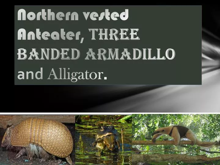 northern vested anteater three banded armadillo and alligator