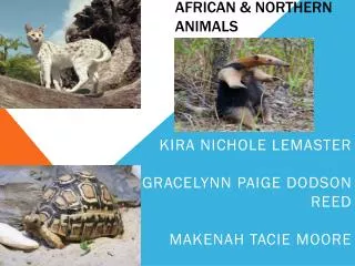 african &amp; northern animals