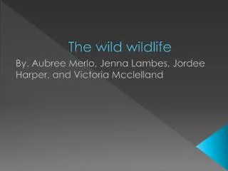 The wild wildlife