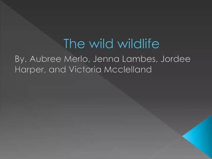 the wild wildlife