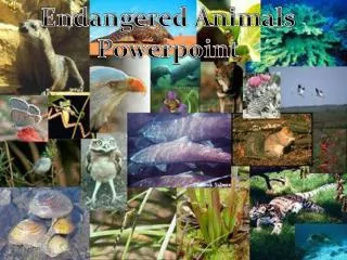 Endangered Animals Powerpoint