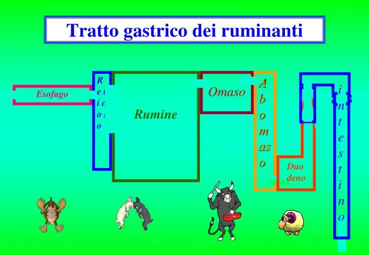 tratto gastrico dei ruminanti