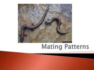 Mating Patterns