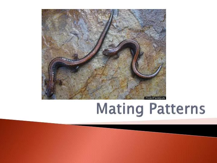 mating patterns