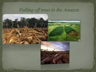 Falling off trees in the Amazon