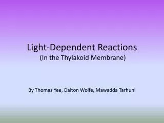 Light-Dependent Reactions (In the Thylakoid Membrane)