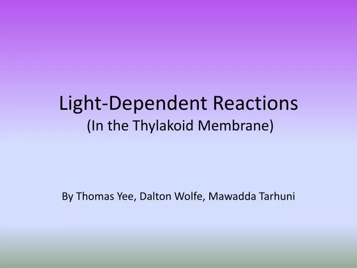 light dependent reactions in the thylakoid membrane