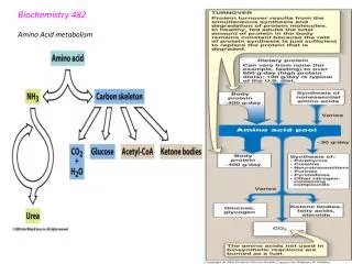 Biochemistry 482 Amino Acid metabolism