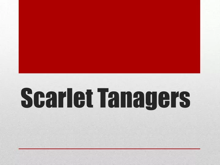 scarlet tanagers