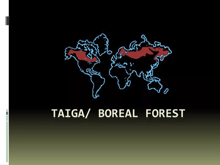 taiga boreal forest
