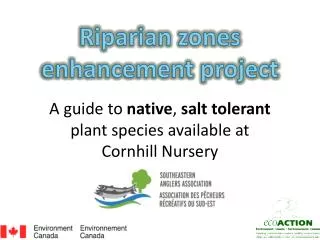 A guide to native , salt tolerant plant species available at Cornhill Nursery