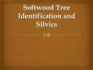 Softwood Tree Identification and Silvics