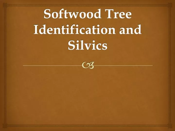 softwood tree identification and silvics
