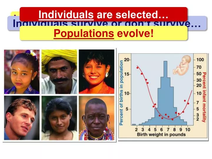 individuals don t evolve
