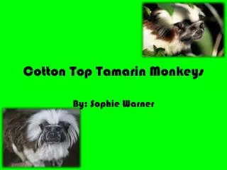 Cotton Top Tamarin Monkeys