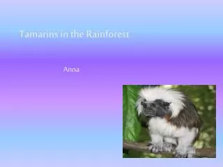Tamarins in the Rainforest