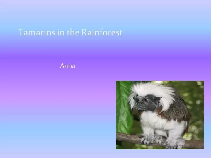 tamarins in the rainforest