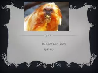 The Golden Lion Tamarin By Kaitlyn