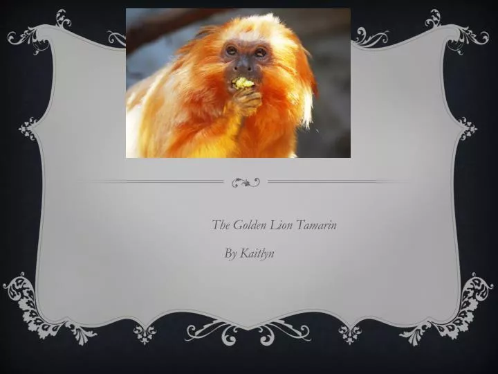 the golden lion tamarin by kaitlyn