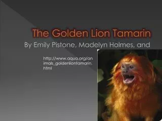 The Golden Lion Tamarin