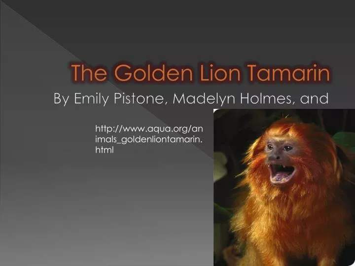 the golden lion tamarin