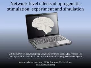 Network-level e ffects of optogenetic s timulation : experiment and simulation