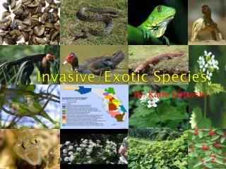 Invasive/Exotic Species