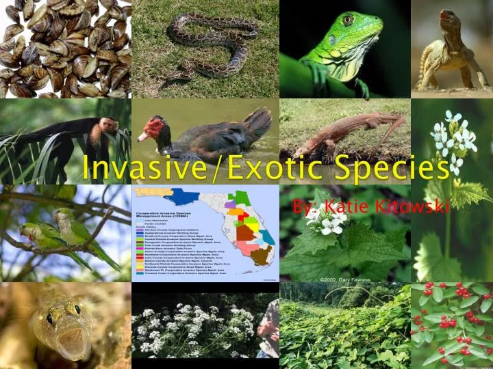 invasive exotic species