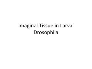 Imaginal Tissue in Larval Drosophila