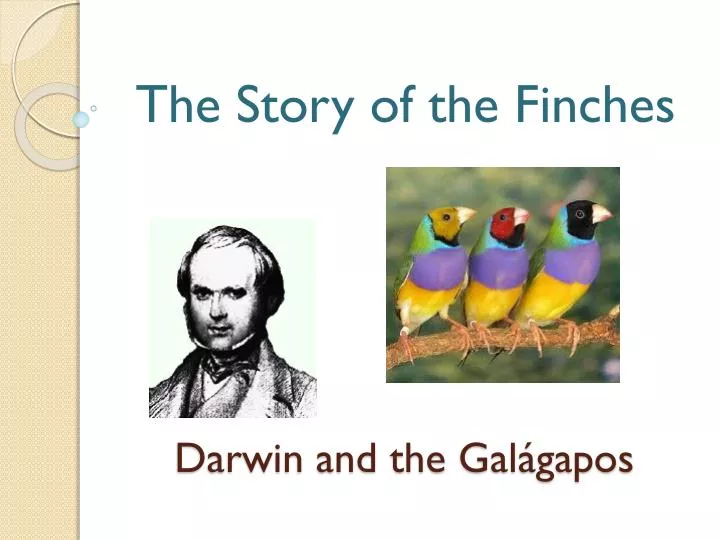 darwin and the gal gapos