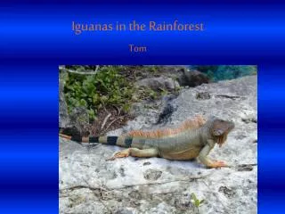 Iguanas in the Rainforest