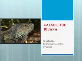 Caeser , the iguana