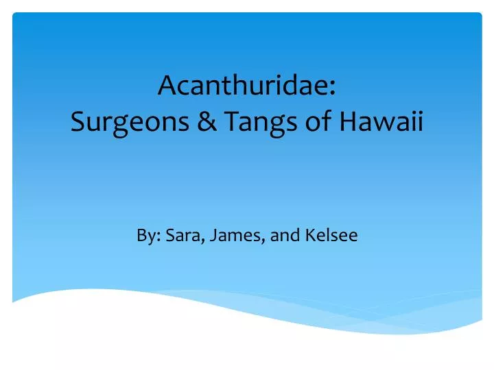 acanthuridae surgeons tangs of hawaii
