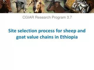 Site selection process for sheep and goat value chains in Ethiopia