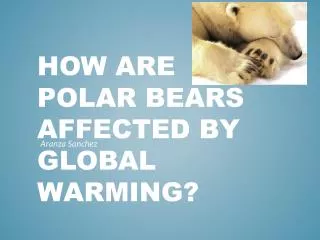 How are polar bears affected by global warming?