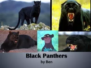 Black Panthers b y Ben