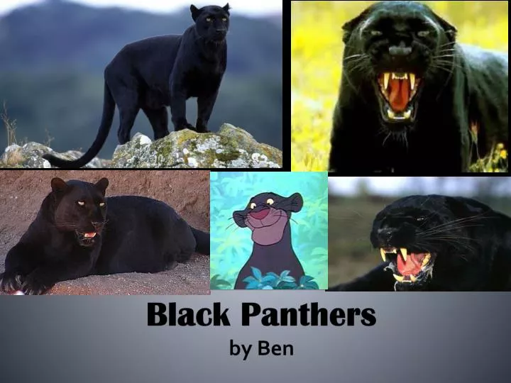 black panthers b y ben
