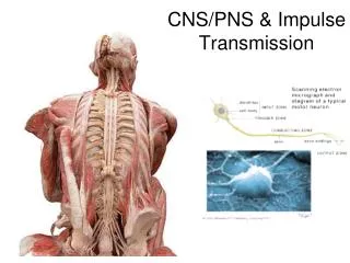 CNS/PNS &amp; Impulse Transmission