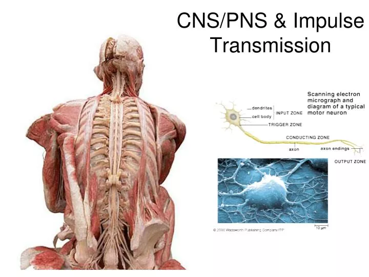 cns pns impulse transmission