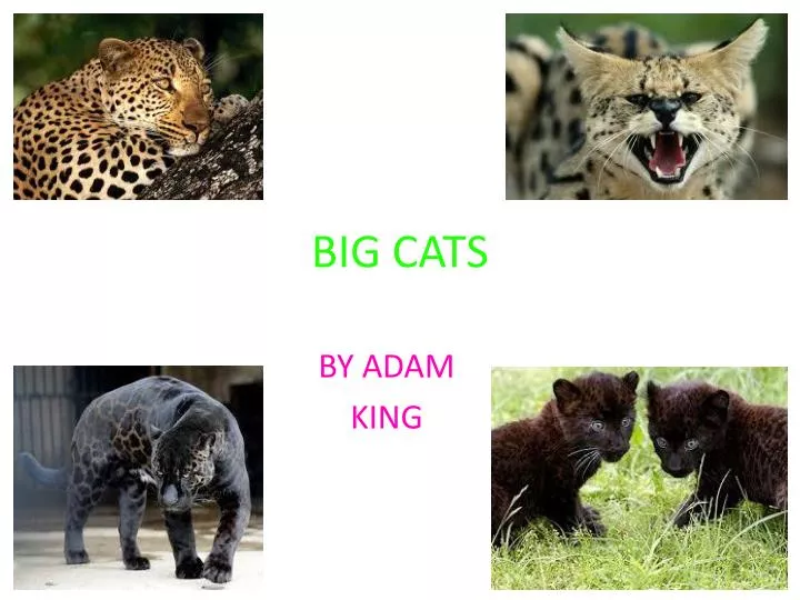 big cats