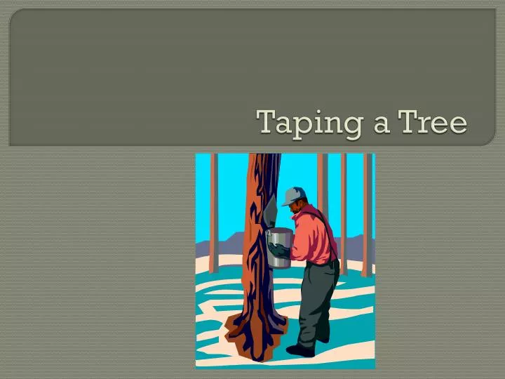 taping a tree